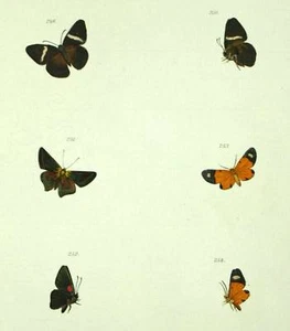 Gravure estampe 1863 Lepidoptere PAPILLONS D IURNE - Bild 1 von 1