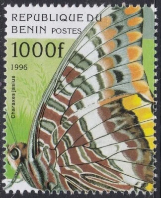 Specimen, Benin Sc807 Single, Butterfly, Charaxes jasius, Insect - Image 1 of 2