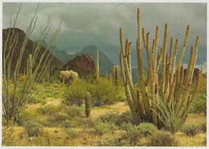 Postcard AZ Organ Pipe Nat'l Monument Sonoran Desert Photo: David Muench MINT - Picture 1 of 1