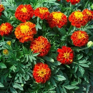 French Marigold PANTHER Beneficial Edible Dwarf Butterflies Non-GMO 200 Seeds! - Picture 1 of 11