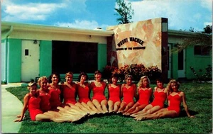 Gruppe von Meerjungfrauen in Weeki Wachee FL Vintage Postkarte Q41 - Bild 1 von 2