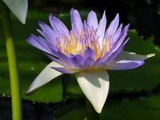 Nymphaea caerulea - Blauer Lotus - 10.000 Samen - Blaue Seerose - Teichrose