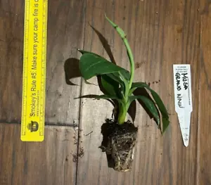 Gran Nain Banana (Musa acuminata) -1 TC Plant Plug Tree - 3-6 inches - Edible!!! - Picture 1 of 3