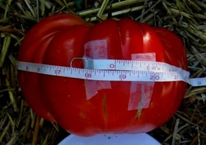 Tomato Seeds Red Big Zac 25 Competition XL Size Organic Garden Seed Heirloom - Picture 1 of 9