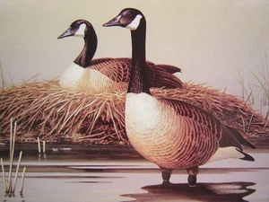 Harry Antis Nesting Canada Goose Geese Mini Art Print - Picture 1 of 1