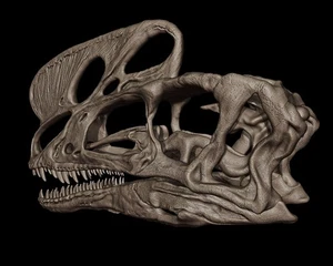 3d printed Proceratosaurus dinosaur skull head skull model dinosaur 1:1 - Picture 1 of 7