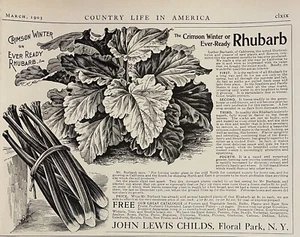 Anuncio impreso antiguo ruibarbo carmesí invierno o siempre listo 1903 John Lewis Childs NY - Imagen 1 de 1