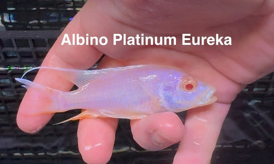 🌟 Albino Platinum Eureka Peacock – Rare African Cichlid – Male - Image 1 of 1