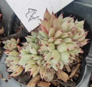 #sold out # Pre order available Echeveria cuspidata var.zaragozae cristata 7cm - Picture 1 of 3