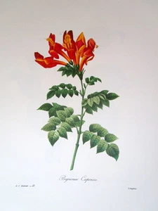 P.J. Redoute Floral Oreilles d Ours et Poirier Japon Vintage Print - Bild 1 von 1