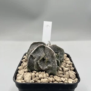 Astrophytum Fukuryu Vestito Vaso 7, Ibrido Giapponese Raro Asta Speciale Tipo 6 - Imagen 1 de 6