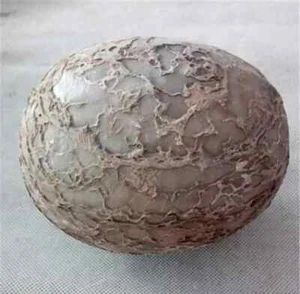 Segnosaur Dinosaur Egg Fossilized Crystallized Fossil Jurassic Cretaceous World - Picture 1 of 5