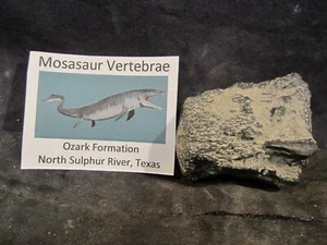Dinosaur Bone Mosasaur Vertebrae Bone North Sulphur River Texas, US - Picture 1 of 8