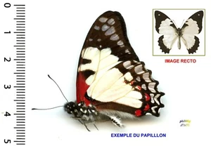 Papilionidae - GRAPHIUM ENDOCHUS - Entomologie . insecte 1616F - Bild 1 von 1