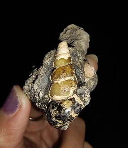 SEASHELL FOSSIL, GASTROPOD THIARIDAE ON MATRIX, FROM JAVA, INDONESIA, 30MM - Picture 1 of 8