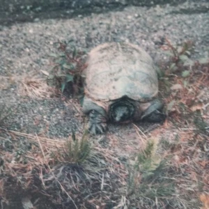 Vintage Polaroid Photo Cute Turtle Tortoise Outside Animal Found Art Snapshot  - Picture 1 of 5