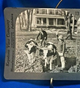 Keystone STEREOVIEW Photo ~ Young Boys with Steer / Oxen / Cows Farming - Picture 1 of 3