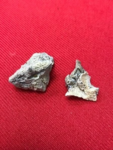 RARE - American Raptor Bone - Picture 1 of 2