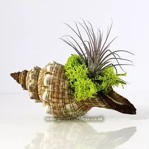 TILLANDSIA Air Plant Kit. Featuring Red Ionantha in Fox head seashell - Picture 1 of 5