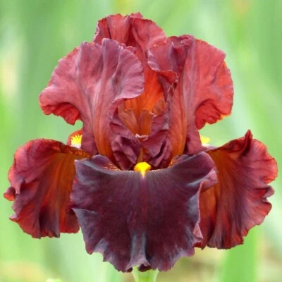 Valentino Iris Plant Quart Pot - Fragrant Red Flowers Perennial - Easy to Grow - Image 1 of 4