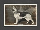 84 YR OLD ORIGINAL ALSATIAN DOG VINTAGE PHOTO TRADE AD CARD GERMAN SHEPHERD DOGS