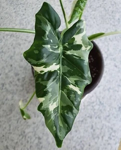80001694 Semi di piante mimetiche Alocasia Okinawa 2 semi - Foto 1 di 2