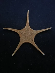 Uncommon Paragonaster star fish. 122mm starfish sea shell #14672 - Picture 1 of 3