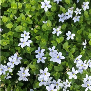 Finta lobelia da giardino 'Blue Star' - Isotoma fluviatilis 'Blue Star', blu Bubik - Foto 1 di 2