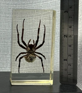 Vintage Lucite Acrylic Possibly Ghost Spider Decoration/Paperweight Educational - Picture 1 of 5
