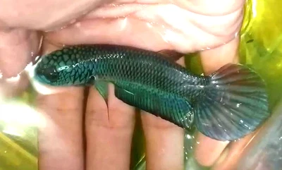 Real pict Best WILD BETTA Antuta Male Wholesale - Image 1 of 2