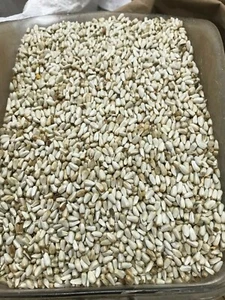 5 pounds of Safflower Seed (wild bird seed) Squirrels and Grackles Avoid! - Picture 1 of 1