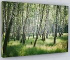 WOODLAND FOREST TREES CANVAS PICTURE PRINT WALL ART 