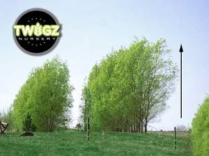 Austree Hybrid Willow One Big 24"  Salix 2 ft Cutting Thick Instructions start  - Picture 1 of 6