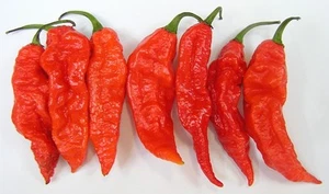20 BHUT JOLOKIA NAGA 100% GARANTIZADAS SEMILLAS SEEDS CHILLI PEPPERS GHOST - Foto 1 di 2