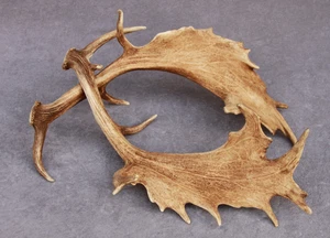 JUEGO DE ASTAS DE GAMO NATURALMENTE COBERTIZO (PAR, CUERNO, TALLA, TAXIDERMIA) - Imagen 1 de 23