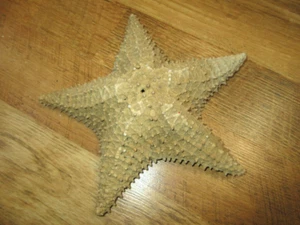 Rara grande stella marina naturale essiccata nautica buone condizioni 9" XVK - Foto 1 di 5