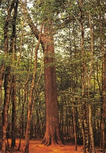 03-FORET DE TRONCAIS-N�3799-C/0269 - Picture 1 of 2