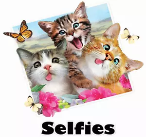 Katzen Selfies Shirt, Katzenshirt, 3 dumme doofe Kätzchen, Katzenbild, klein - 5X - Bild 1 von 2
