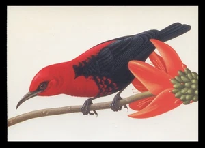 JUEGO DE 4 TARJETAS POSTALES UX293-96 AVES TROPICALES COMO NUEVAS - Imagen 1 de 3