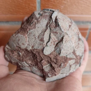 Fósiles de huevos de dinosaurio de la era jurásica - Imagen 1 de 9