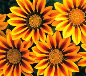 African Daisy Gazania Daybreak Kiss 50 SEEDS EASY TO PLANT plug Red Stripe - Picture 1 of 1