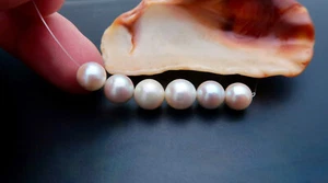 6PC RARE AAA JAPANESE AKOYA NEAR ROUND XL CREAM++++ IRIDESCENT PEARLS - Picture 1 of 7
