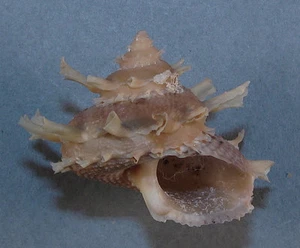 BOLMA GIRGYLLUS 46.79mm SUPER CHOICE SPECIMEN Panglao, Bohol Is., Philippines - Picture 1 of 2