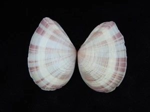 Sea Shell Tellina Virgata 53,1 mm ID#9058 - Imagen 1 de 2