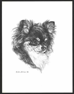 #379 long hair CHIHUAHUA dog art print * Pen and ink drawing by Jan Jellins - Picture 1 of 1