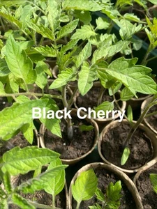 Tomaten Pflanzen Sorte Black Cherry - Bild 1 von 1