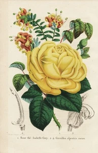 Rose Grevillea alpestris Neuseeland New Zealand Botanik Lithographie E. Morren - Bild 1 von 1