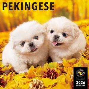 2026 Pictwan Dog Calendar Pekingese L - Bild 1 von 2