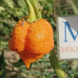 7 POD Yellow , 10 semillas , Capsicum chinense (663) - Picture 1 of 1