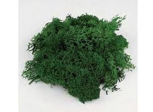 Grüner Moos 25 Gr. Aedes - Bild 1 von 1